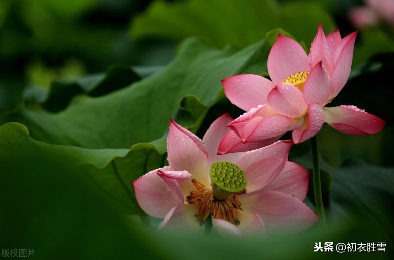 荷花的句子唯美短句（荷花的句子唯美短句高洁）