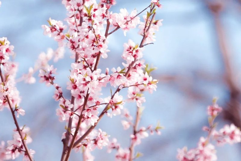 带花字的诗句有什么（含花的诗词赏析）