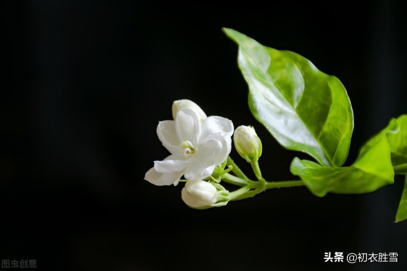 形容花香的诗句唯美（形容花的唯美句子分享）