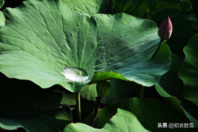 荷花的句子唯美短句（观赏荷花的心情短语）