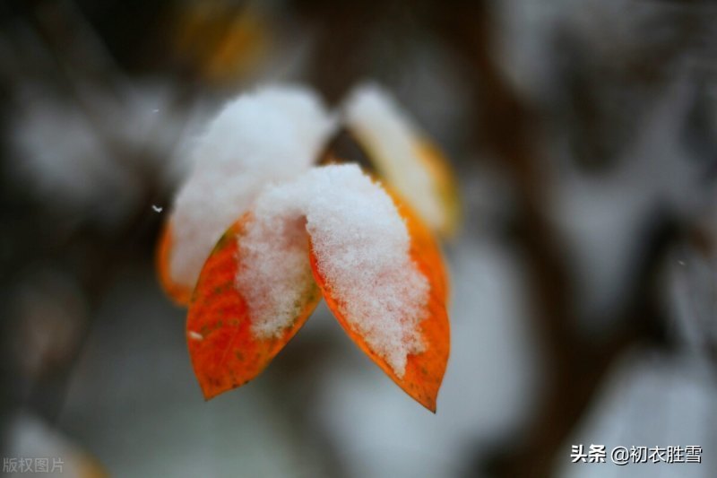 关于初雪的诗句唯美（赞美初雪的唯美诗句子）