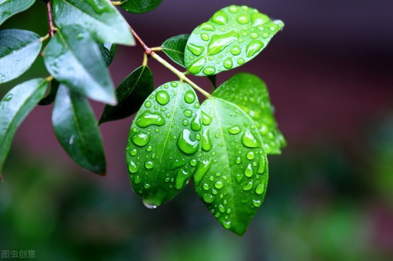 春雨的诗句有哪些古诗（形容描写春雨的诗句）