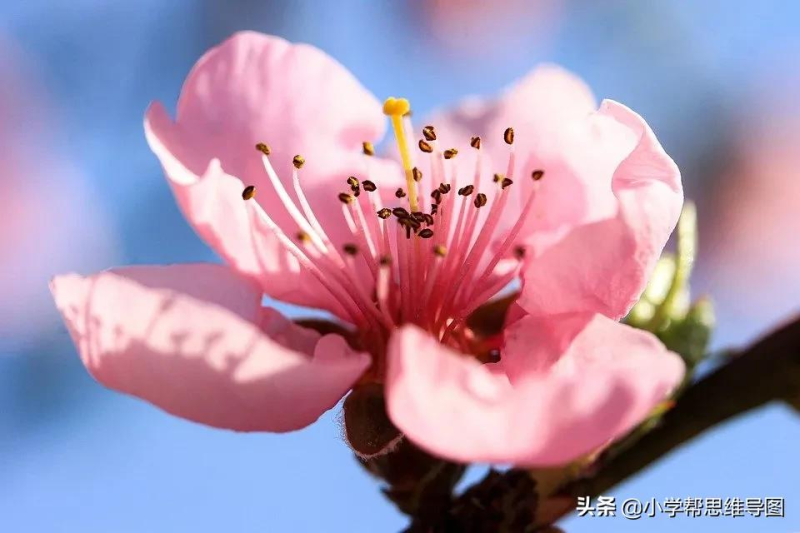 赞美桃花的优美句子（形容桃花的唯美短句）