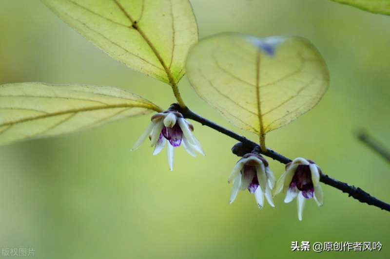 关于雨的散文简短（雨季的优美抒情散文）